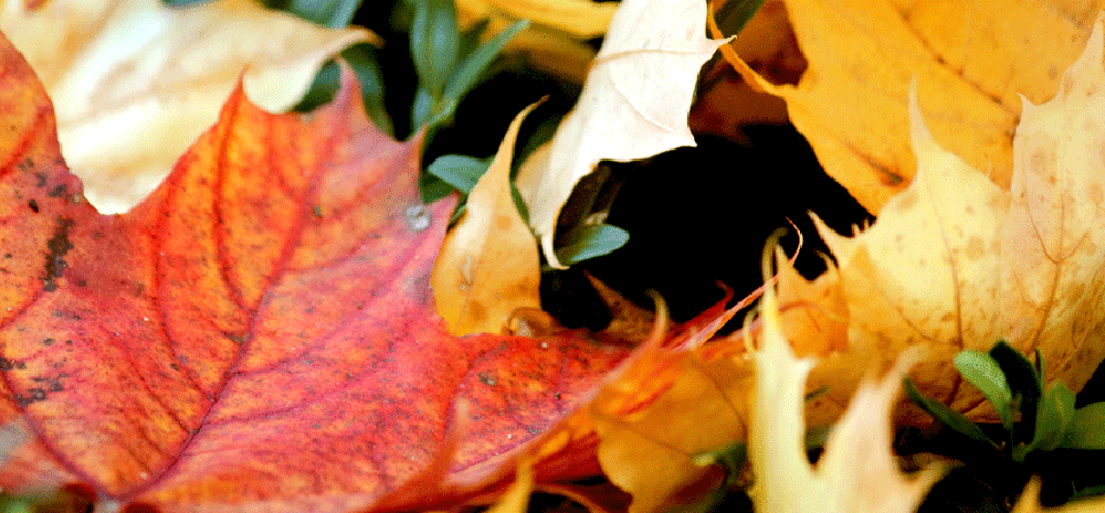 herbst1