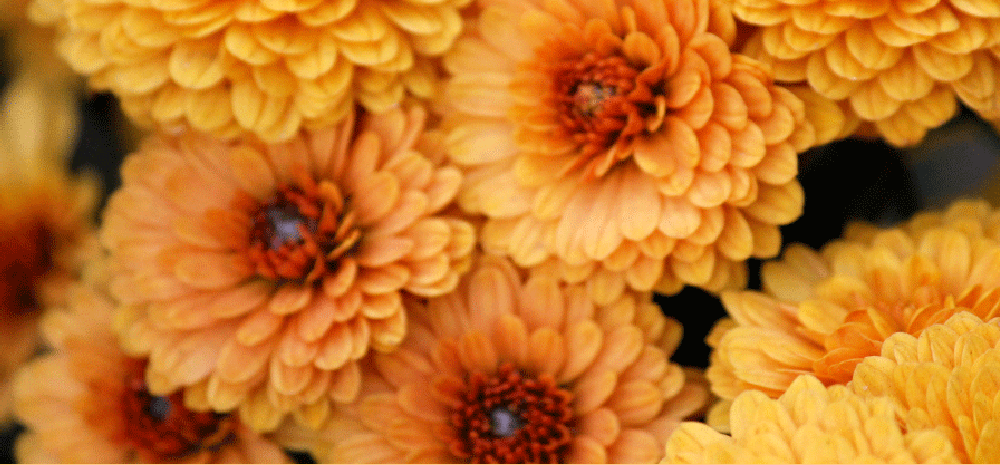 herbst2